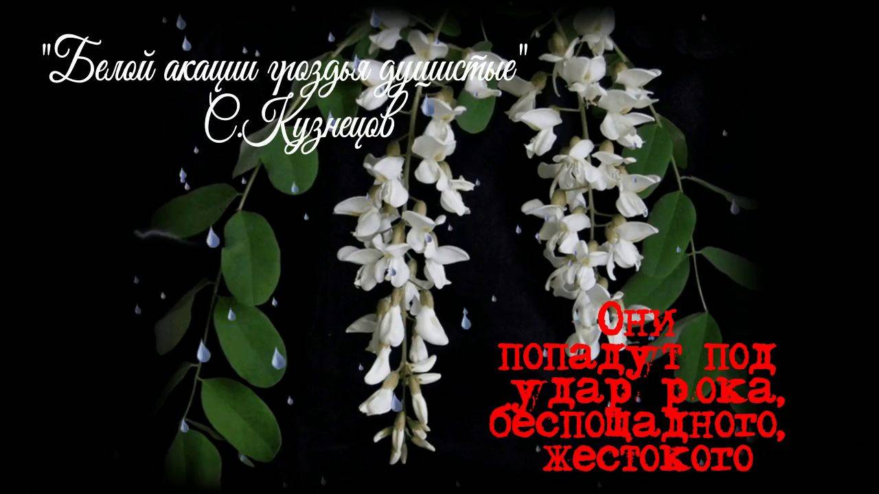 Белой акации гроздья душистые-а их будущее за дымкой мглистой. Песня с 44-й секунды