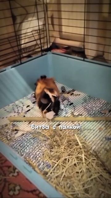 Свинюшки.