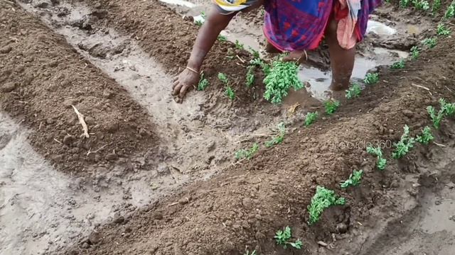 மருகு (மருவு) செடி நடவு செய்யும் முறை/marugu planting