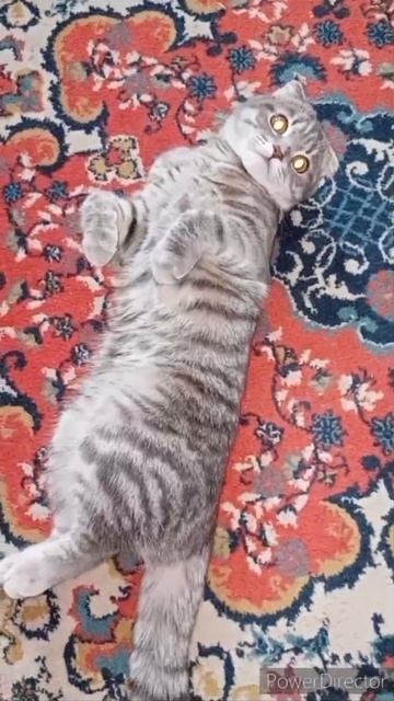 НЕ ВАЖНО С КАКОЙ НОГИ ТЫ ВСТАЛ. ГЛАВНОЕ НЕ НА КОТА. #cat #catlover #cute #животные #animals