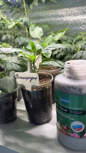 Лучшая подкормка для томатов, перцев , огурцов, баклажанов, капусты #garden #огород #дача #сад