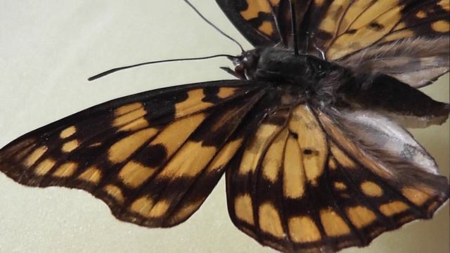ИЗ МИРА: 138. Sephisa princeps (сефиза двухцветная)
