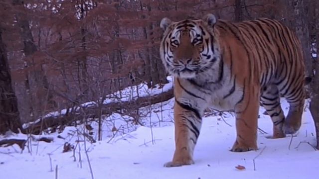 🐅 На севере Китая обнаружили самую молодую мать-тигрицу