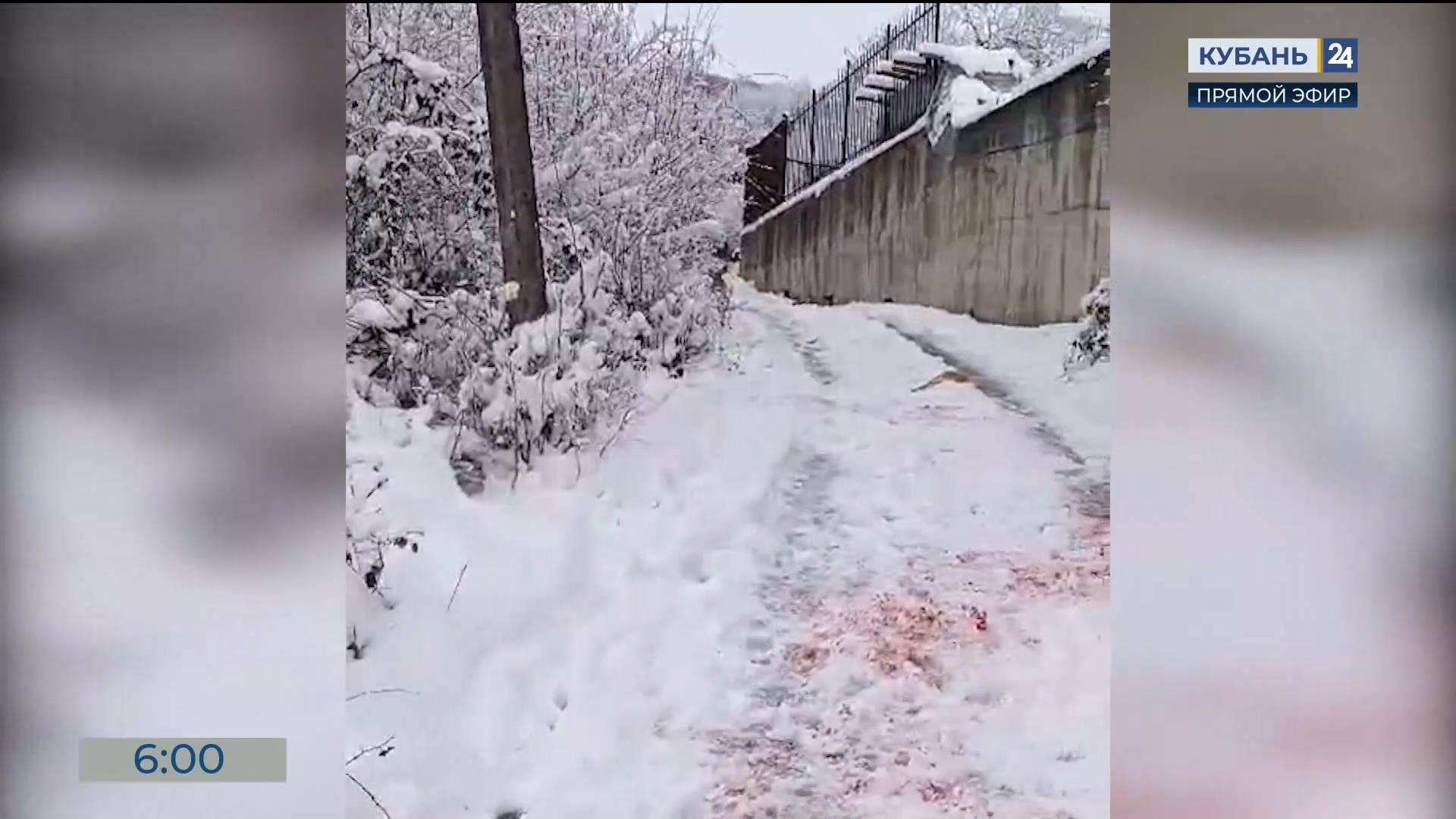 Пострадавшего от нападения собак в Сочи мальчика доставили на лечение в Москву