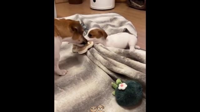 🐕 Смешное видео  с собаками, кошками и котятами!  😺