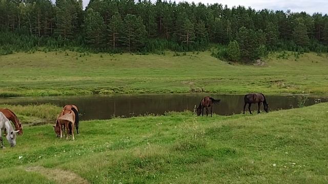 Лошади на берегу