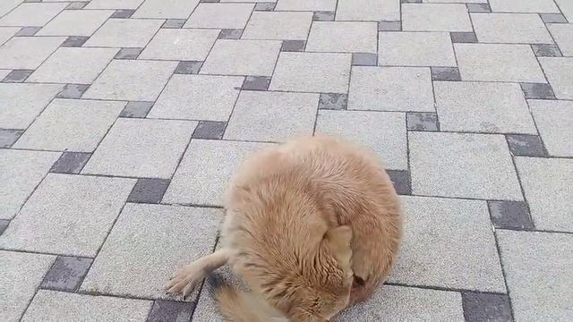 Майкоп. Собаки.