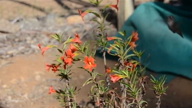 Female Hummingbird on Monkeyflower