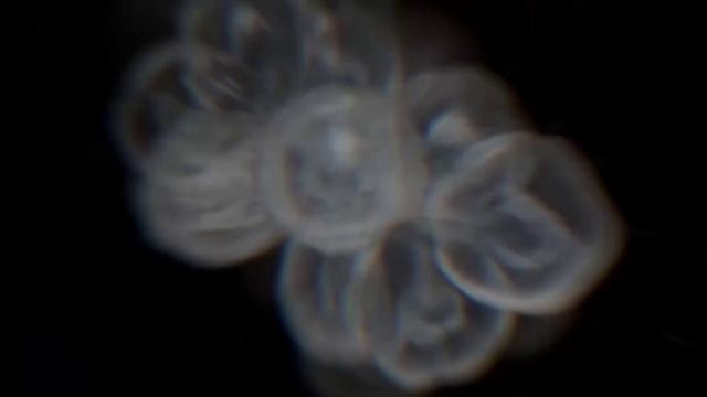 Каким был самый первый предок всего живого на Земле. Ч-2