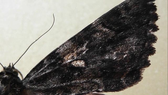 ИЗ МИРА: 139. Catocala dula (орденская лента дула)