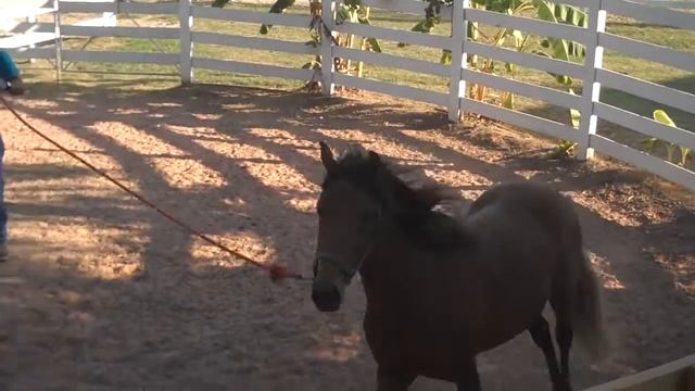 Mambo