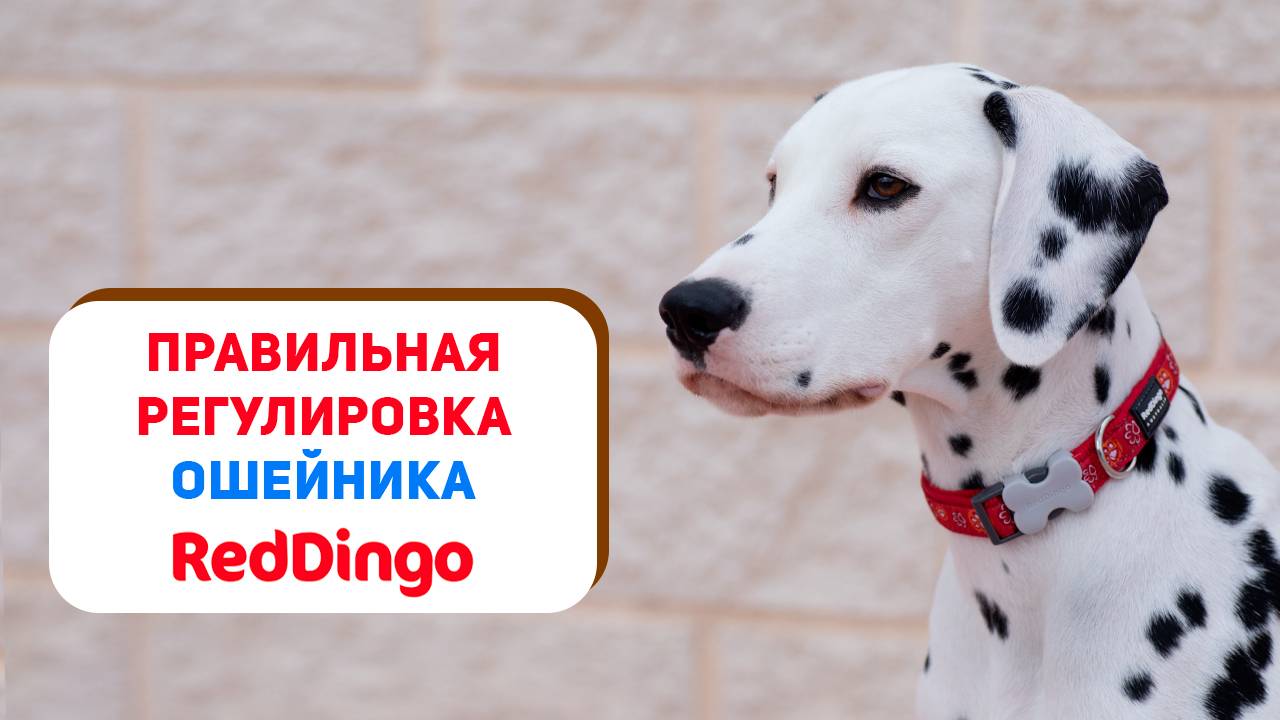 Как правильно отрегулировать ошейник Red Dingo 🐶