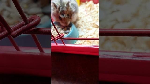мой хомячок Лёлик🐹