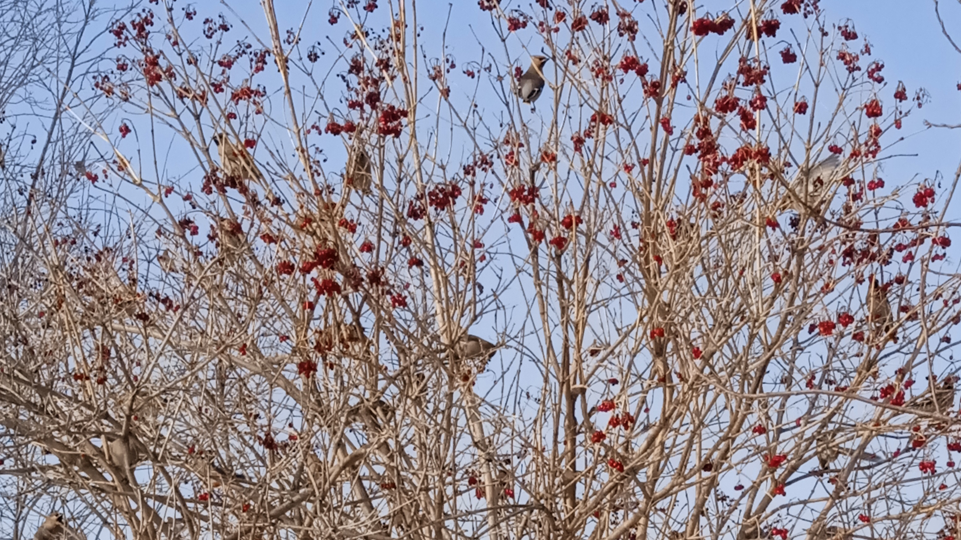 птицы 🐦