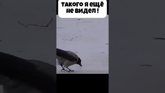 Рыбалка зимняя, такого вы ещё не видели