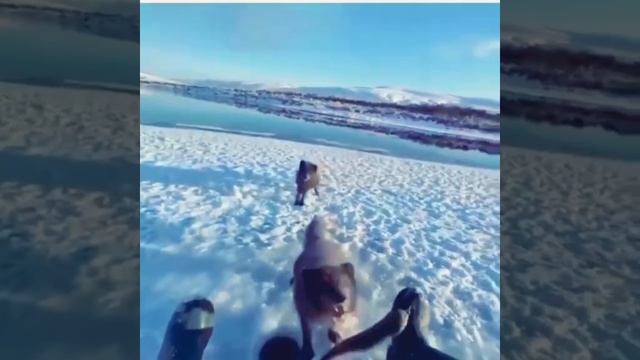 И рыбку поймал, и лисичек накормил
