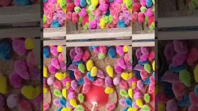 Rangli jo‘jalar Цветные куры xo‘roz tovuq zotlari