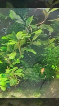 аквариум травник