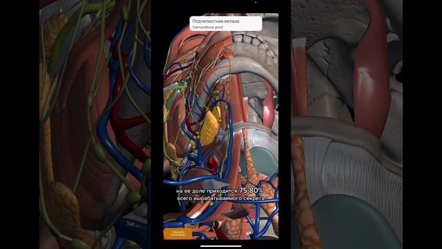 О СЛЮННЫХ ЖЕЛЕЗАХ #anatomy #gastroenterology