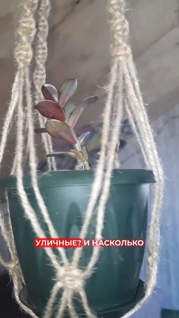 У вас есть комнатные растения? 🪴