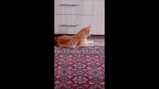 Кот. Фокс.