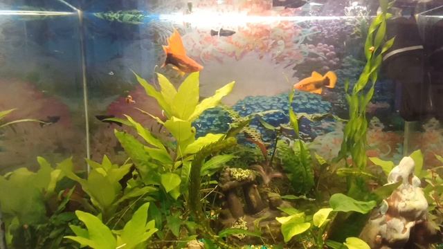 Aquarium 45 litres morning food [утренняя кормежка] рыб