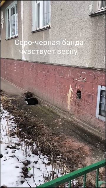 Серо-черная банда чувствует весну.