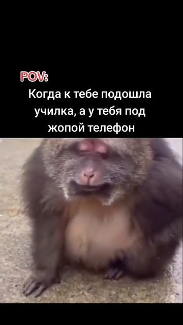 не POV ,а РИЛ
