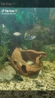 акара чернополосая