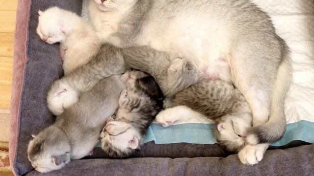 Котятам кошки Кайли 13 дней.