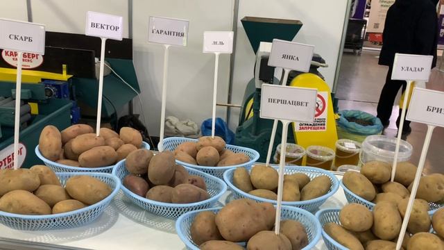 Какую картошечку любят в Белоруссии?