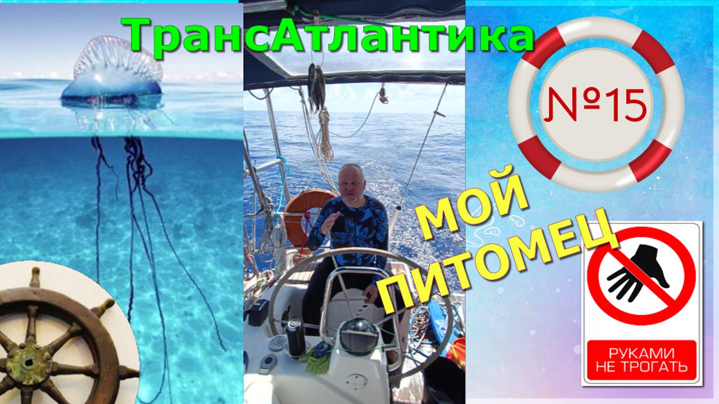 домашняя зверюшка ⬛.ОПАСНОТрансатлантика№15.⛵️
