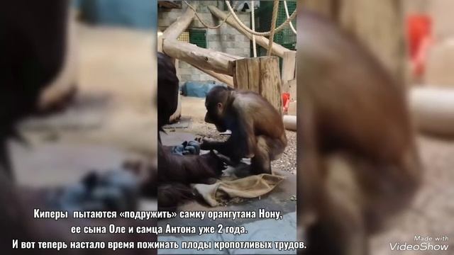 В гостях у орангутанов Калининградского зоопарка 2 марта 2025