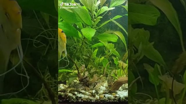 травник аквариум