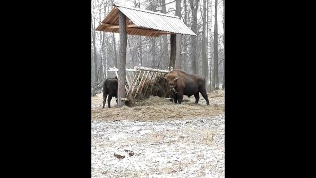 Гости из ледниковой эпохи. Кто такие зубры и где на них посмотреть