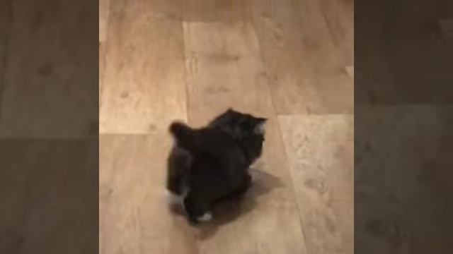 КОТИК!