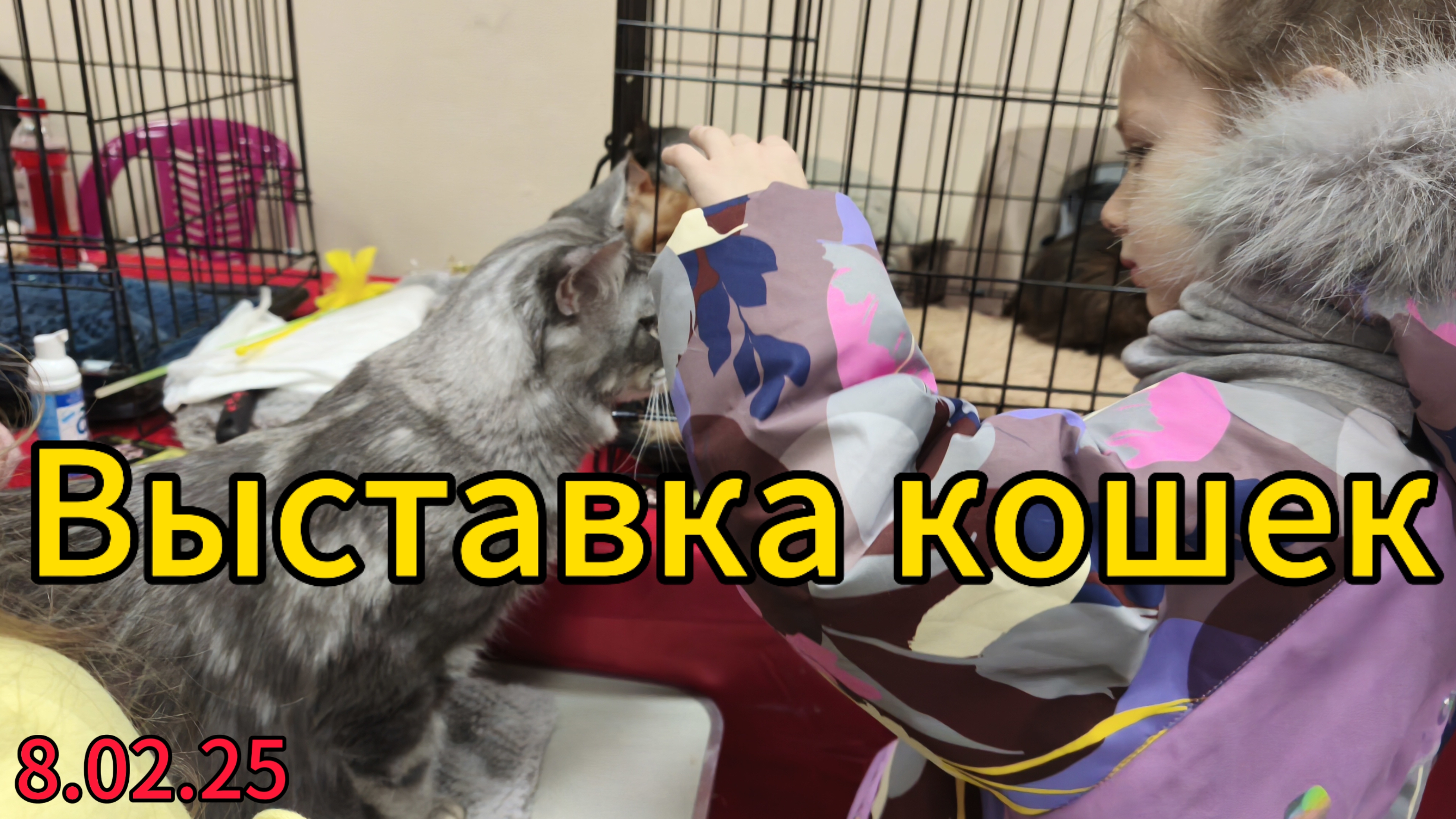 Любителям котиков - выставка.🐱 Милана и шикарный мейн кун, как рысь. Видеодневник жизни с детьми.