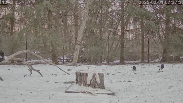 Кот с белым бантиком на губе хотел сороку поймать