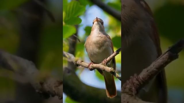 Пение птиц, детская залипалка.