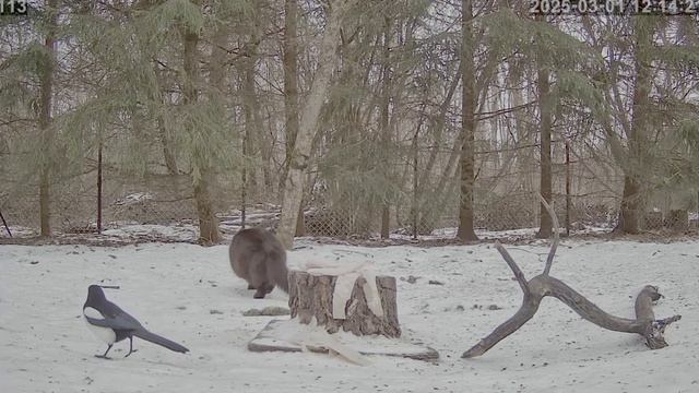 Смелая сорока на кота внимания не обращает