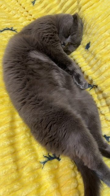 🔴 КОТ СМОКИ🔴
