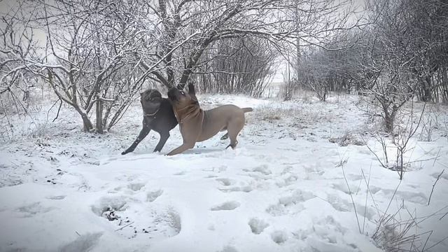 Все весну встретили, ну а мы еще наслаждаемся зимой🤪