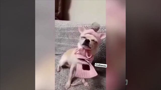 Смешные животные
