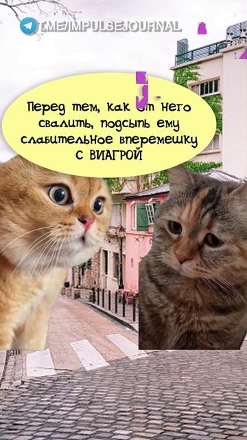 Соперница #мыкотики #вмем #разговор #анекдот #шутки #животные #юмор #кошки #смешное #мемы #скетчи