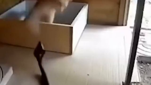 Наглость - кошачье счастье
