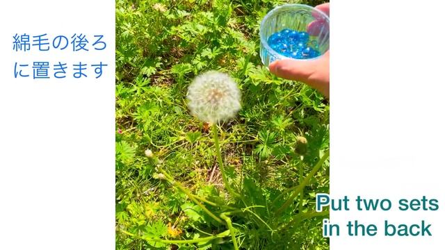 玉ボケの背景で✨たんぽぽの綿毛✨写真の撮り方✨ How to take a picture