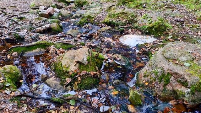 Окружающий мир на видео. Чарующий лесной ручей. Нежные потоки воды. Видео с похода в лес.