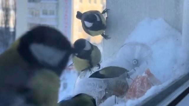 Птицы России