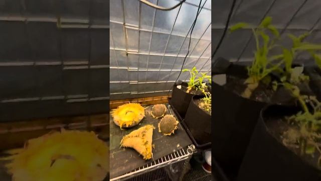 Cherry Tomato Tree - to prune or not to prune