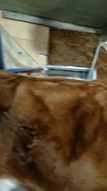 VID-20250303-WA0030